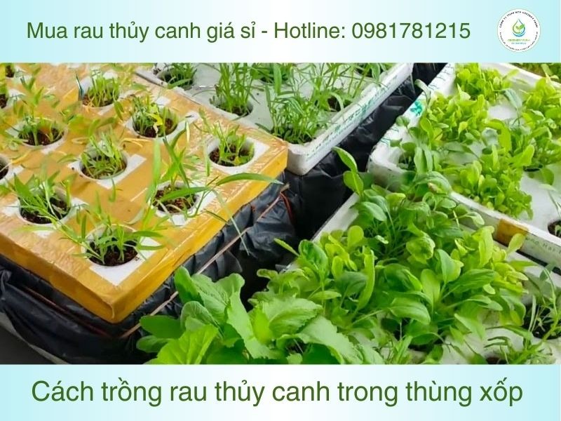 Cách trồng rau thủy canh trong thùng xốp