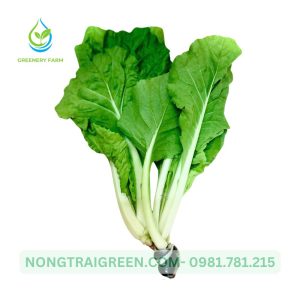 Cải bẹ dún Nongtraigreen.com