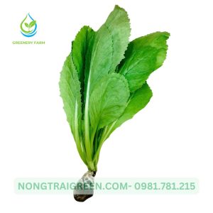 Cải bẹ xanh Nongtraigreen.com