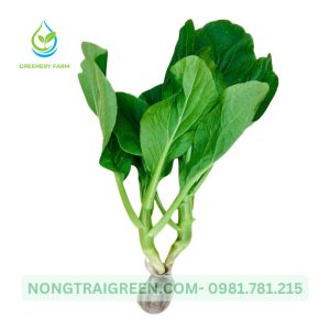 Cải ngồng Nongtraigreen.com