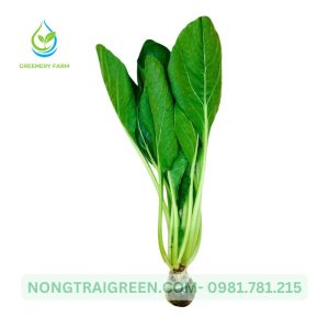 Cải ngọt Nongtraigreen.com