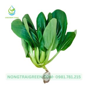 Cải thìa Nongtraigree.com